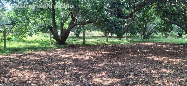 25-Acre Agricultural Land with Mango & Coconut Trees for Sale in Pazhaya Courtallam