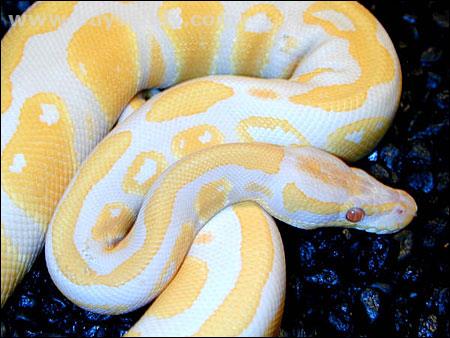 Albino and pied ball pythons for sale