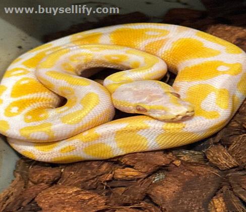 Albino and pied ball pythons for sale