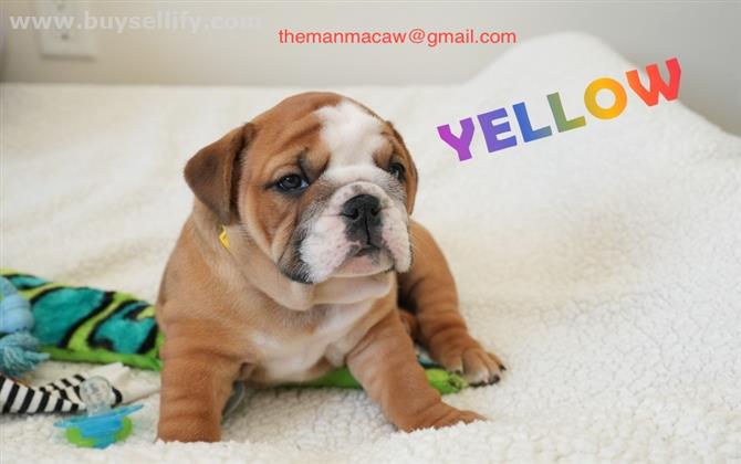 Amazing english bulldog puppies