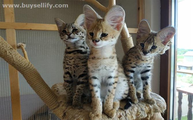 Beautiful Savannah kittens available for families