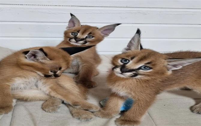 Beautiful Serval and Caracal Kittens Available