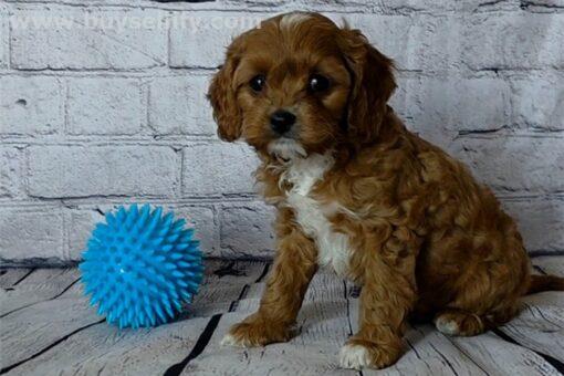 Cavapoo Puppies for sale