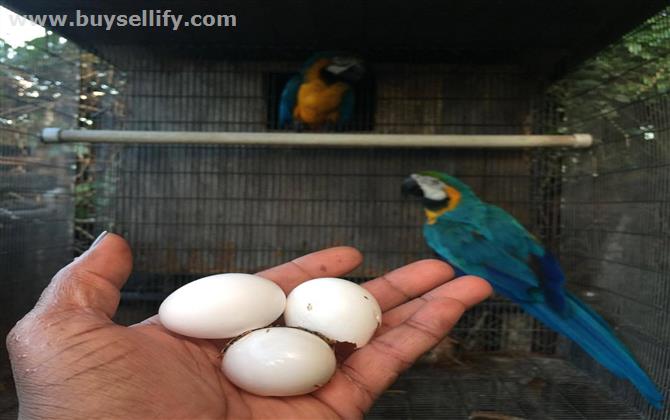 Exotic Parrots And Fertile Parrot Eggs For Sale