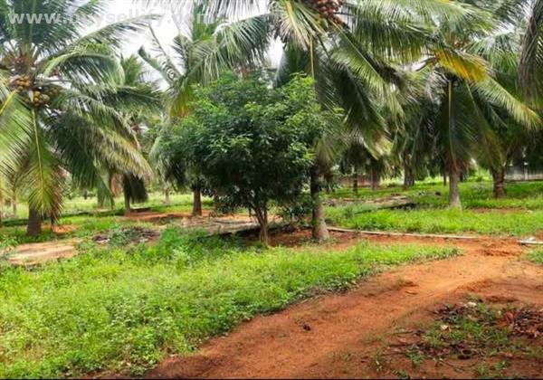 300 Acre coconut farm Thoppu - Tenkasi