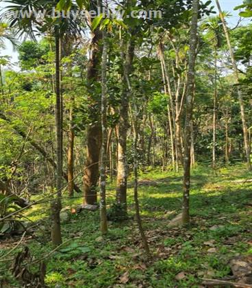 7.5 Acres Beautiful Terrace-Style Agricultural Land for Sale in Koolikadavu