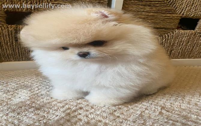Adorable Pomeranian Puppies for adoption