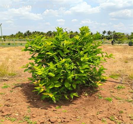 Budget Plots for Sale in Kovaipudur, Coimbatore