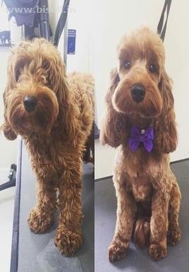 Dog Grooming call: +91 8053331722 www.petshomey.com