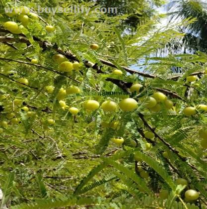 Farm Land with Mango, Amla, Coconut & Cashew for Sale near Maruthanathi Dam, Dindigul