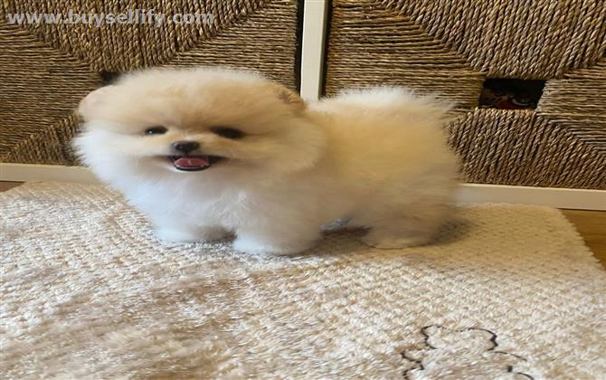 Healthy Adorable Pomeranian Puppies for adoption