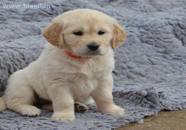 Online Pet Adoption call: +91 8053331722 www.petshomey.com