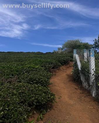 Property for Sale with Beautiful View (8 km from Kotagiri, Kattabettu)