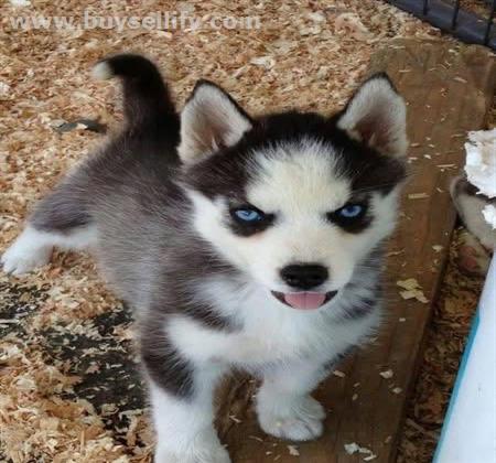 siberian husky puppies for adoption